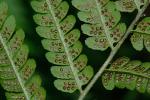 Dryopteris celsa (Wm. Palmer) Knowlt., Palmer & Pollard ex Small