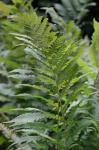 Dryopteris clintoniana (D.C. Eaton) Dowell