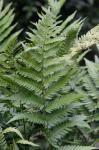 Dryopteris clintoniana (D.C. Eaton) Dowell