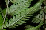Dryopteris clintoniana (D.C. Eaton) Dowell