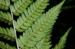 Dryopteris clintoniana (D.C. Eaton) Dowell
