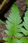 Dryopteris clintoniana (D.C. Eaton) Dowell
