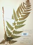 Dryopteris clintoniana × marginalis