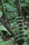 Dryopteris cristata × goldieana