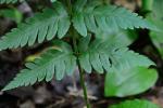 Dryopteris cristata × goldieana