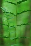 Dryopteris cristata (L.) Gray