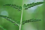 Dryopteris cristata (L.) Gray