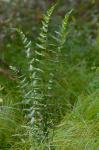 Dryopteris cristata (L.) Gray