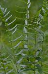 Dryopteris cristata (L.) Gray
