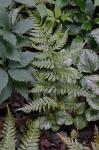Dryopteris erythrosora (D.C. Eaton) Kuntze