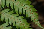 Dryopteris erythrosora (D.C. Eaton) Kuntze