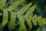 Dryopteris erythrosora (D.C. Eaton) Kuntze