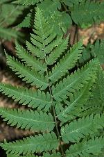 Dryopteris goldieana (Hook. ex Goldie) Gray