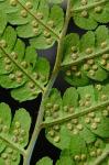 Dryopteris goldieana (Hook. ex Goldie) Gray