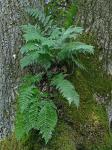Dryopteris intermedia (Muhl. ex Willd.) Gray