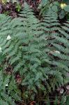 Dryopteris intermedia (Muhl. ex Willd.) Gray