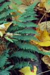 Dryopteris intermedia (Muhl. ex Willd.) Gray
