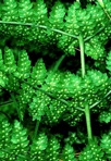 Dryopteris intermedia (Muhl. ex Willd.) Gray