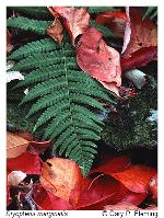 Dryopteris marginalis (L.) Gray