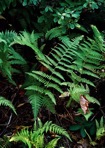 Dryopteris marginalis (L.) Gray