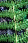 Dryopteris marginalis (L.) Gray