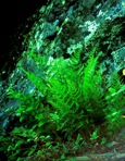Dryopteris marginalis (L.) Gray