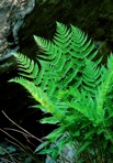 Dryopteris marginalis (L.) Gray