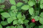 Potentilla indica (Andr.) T. Wolf