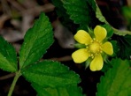 Potentilla indica (Andr.) T. Wolf