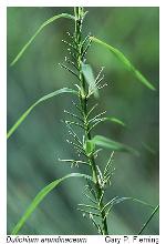 Dulichium arundinaceum (L.) Britton var. arundinaceum