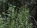 Dulichium arundinaceum (L.) Britton var. arundinaceum