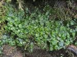 Dumortiera hirsuta (Sw.) Nees