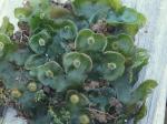 Dumortiera hirsuta (Sw.) Nees