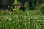 Eleocharis melanocarpa Torrey