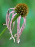 Echinacea laevigata (C.L. Boynt. & Beadle) Blake
