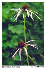 Echinacea laevigata (C.L. Boynt. & Beadle) Blake