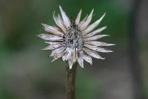 Echinacea laevigata (C.L. Boynt. & Beadle) Blake