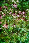 Echinacea laevigata (C.L. Boynt. & Beadle) Blake