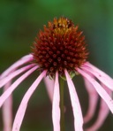 Echinacea laevigata (C.L. Boynt. & Beadle) Blake