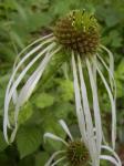 Echinacea pallida (Nutt.) Nutt.