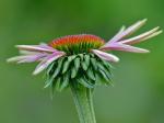 Echinacea purpurea (L.) Moench