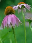 Echinacea purpurea (L.) Moench