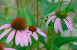 Echinacea purpurea (L.) Moench