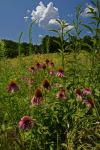 Echinacea purpurea (L.) Moench