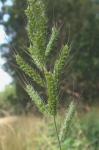 Echinochloa crus-galli (L.) Beauv. var. crus-galli
