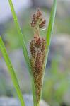 Echinochloa muricata (Beauv.) Fern. var. muricata