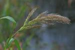 Echinochloa walteri (Pursh) Heller