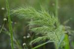 Echinochloa walteri (Pursh) Heller