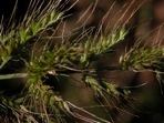 Echinochloa walteri (Pursh) Heller