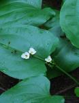 Echinodorus cordifolius (L.) Grisebach